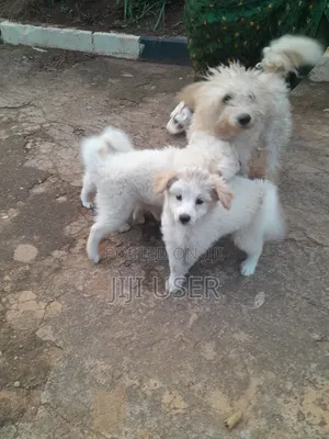 Photo - 1-3 months Male Mixed Breed Maltese