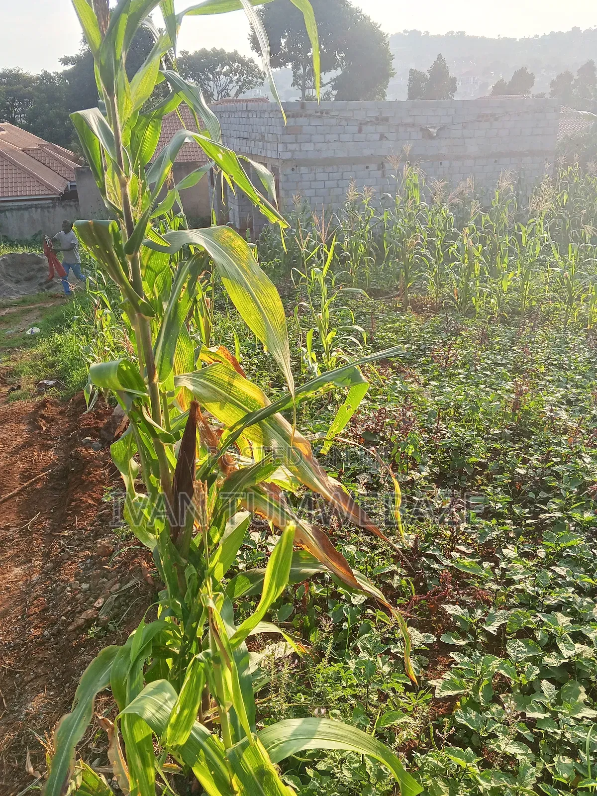 Plot for Sale in Kigo. Munyonyo Express