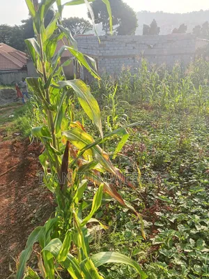 Plot for Sale in Kigo. Munyonyo Express