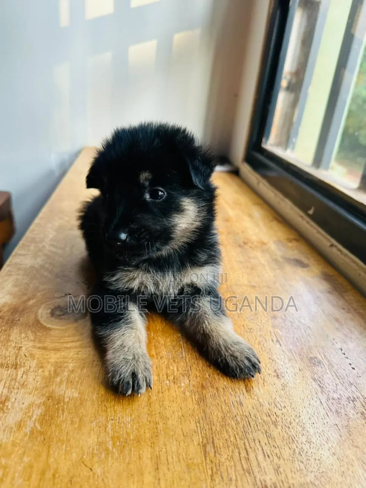 0-1 month Female Purebred German Shepherd