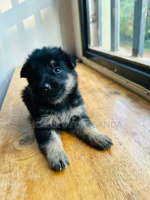 0-1 month Female Purebred German Shepherd