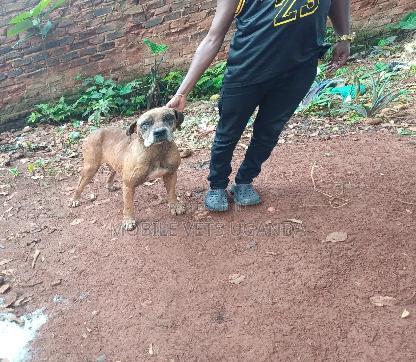 1+ year Female Purebred Boerboel