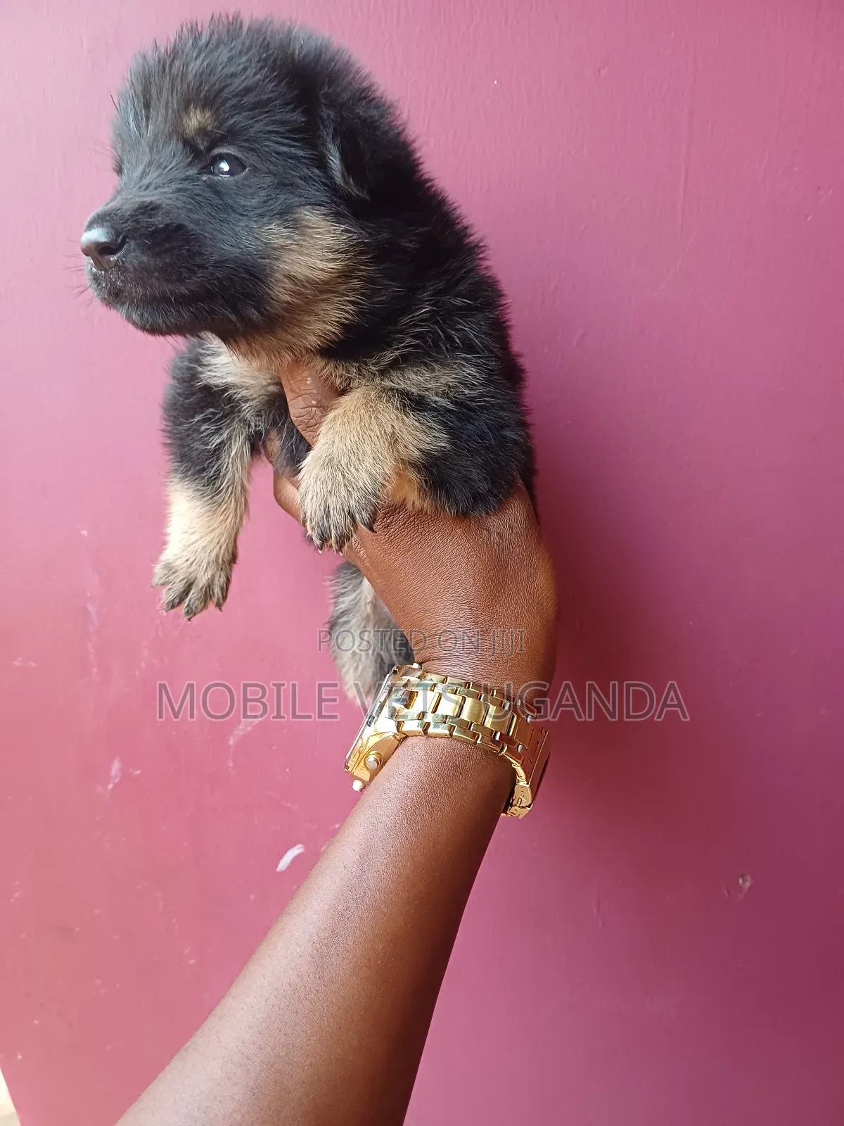 0-1 month Female Purebred German Shepherd