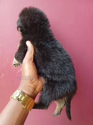 1-3 months Male Purebred German Shepherd