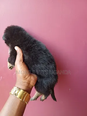1-3 months Male Purebred German Shepherd