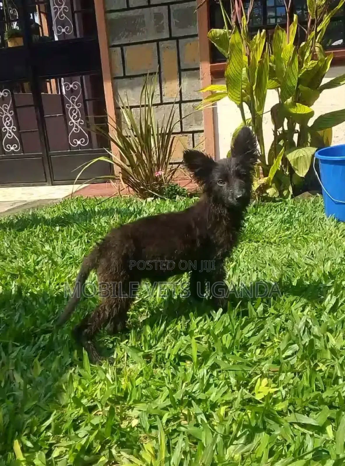 1-3 months Male Purebred German Shepherd
