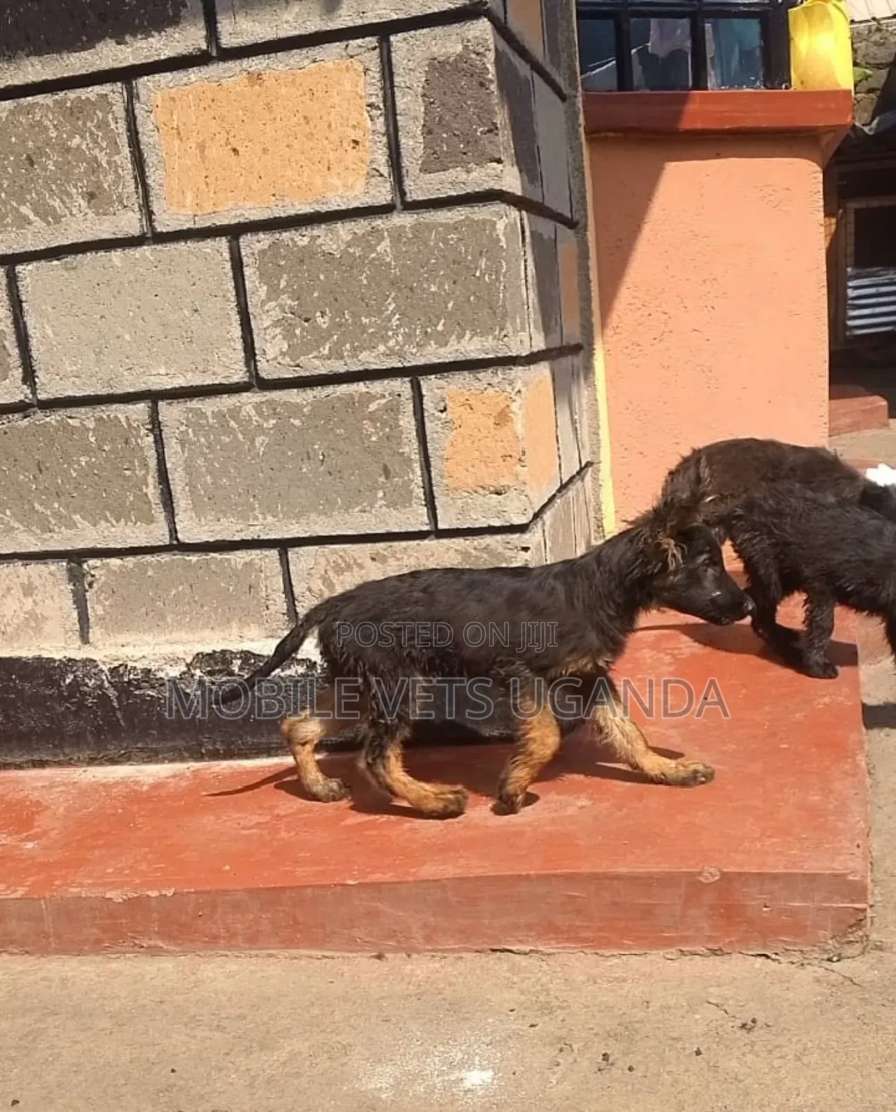 1-3 months Female Purebred German Shepherd