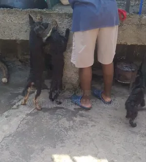 1-3 months Female Purebred German Shepherd