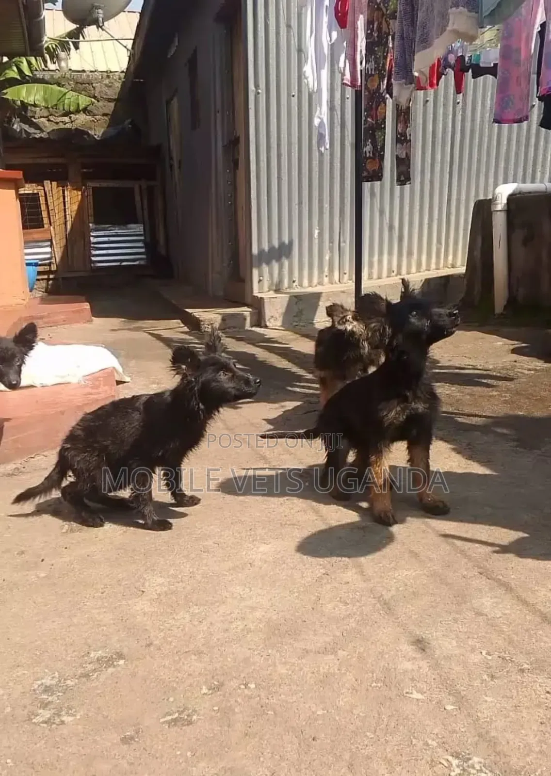 3-6 months Male Purebred German Shepherd