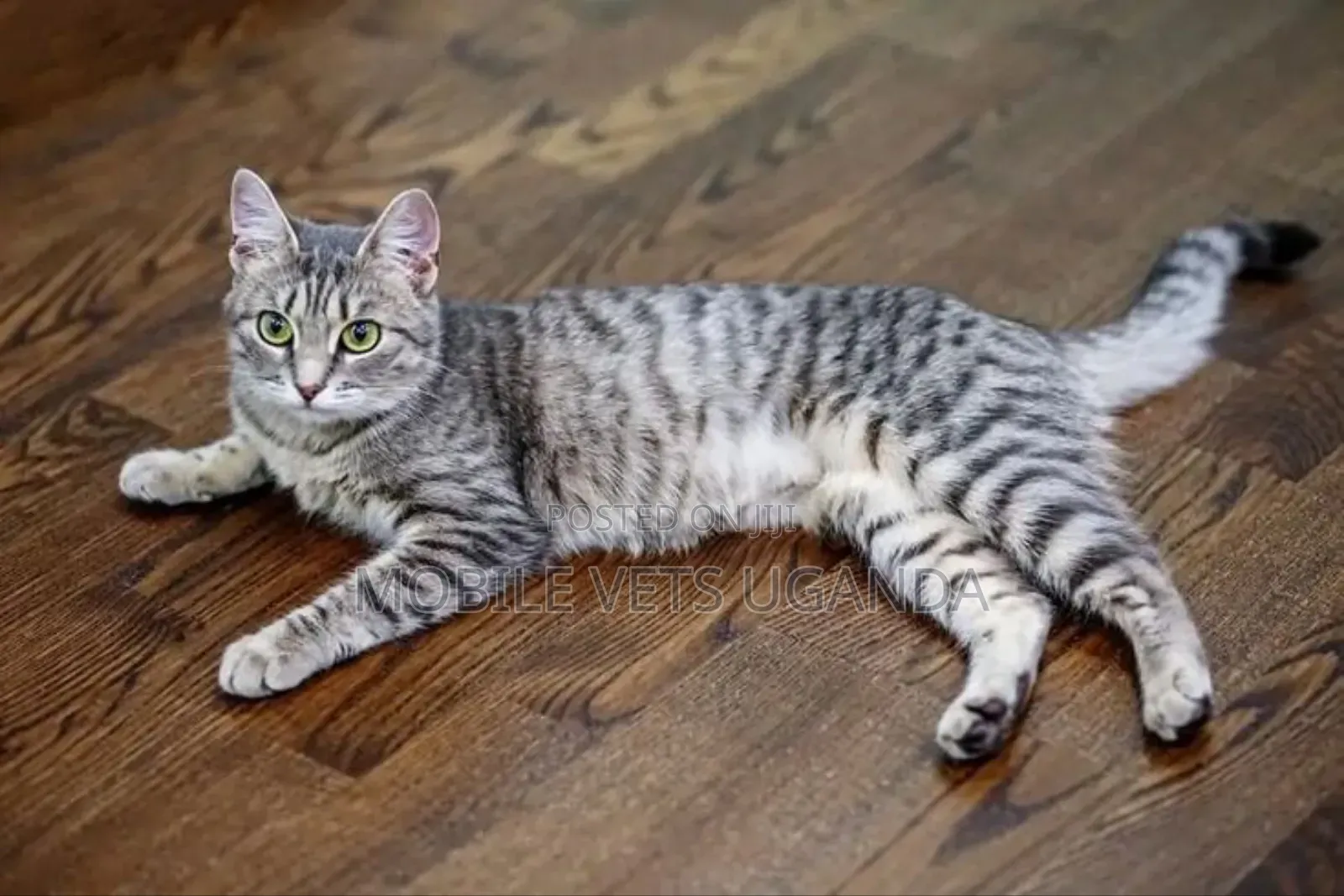6-12 months Female Purebred Exotic