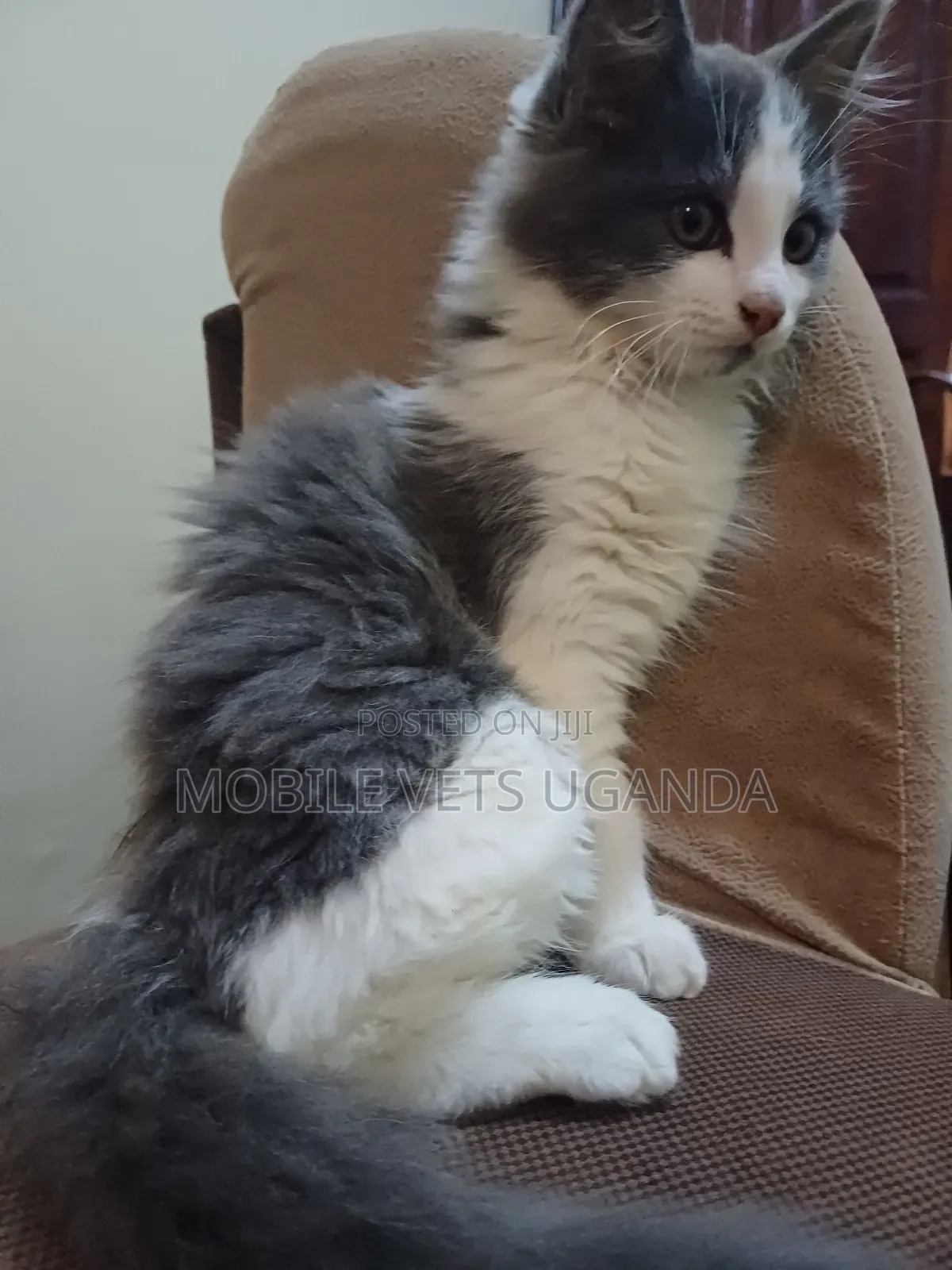 1-3 months Male Purebred LaPerm