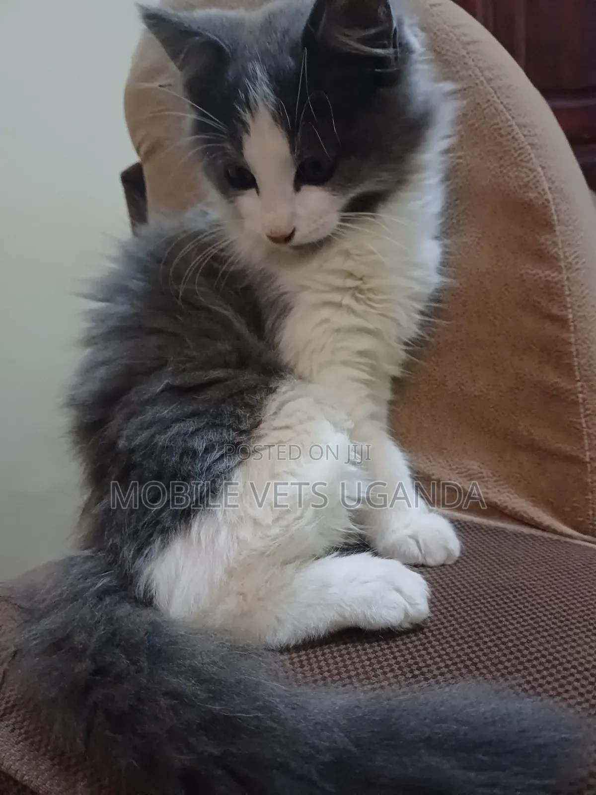 0-1 month Male Purebred Colorpoint Shorthair