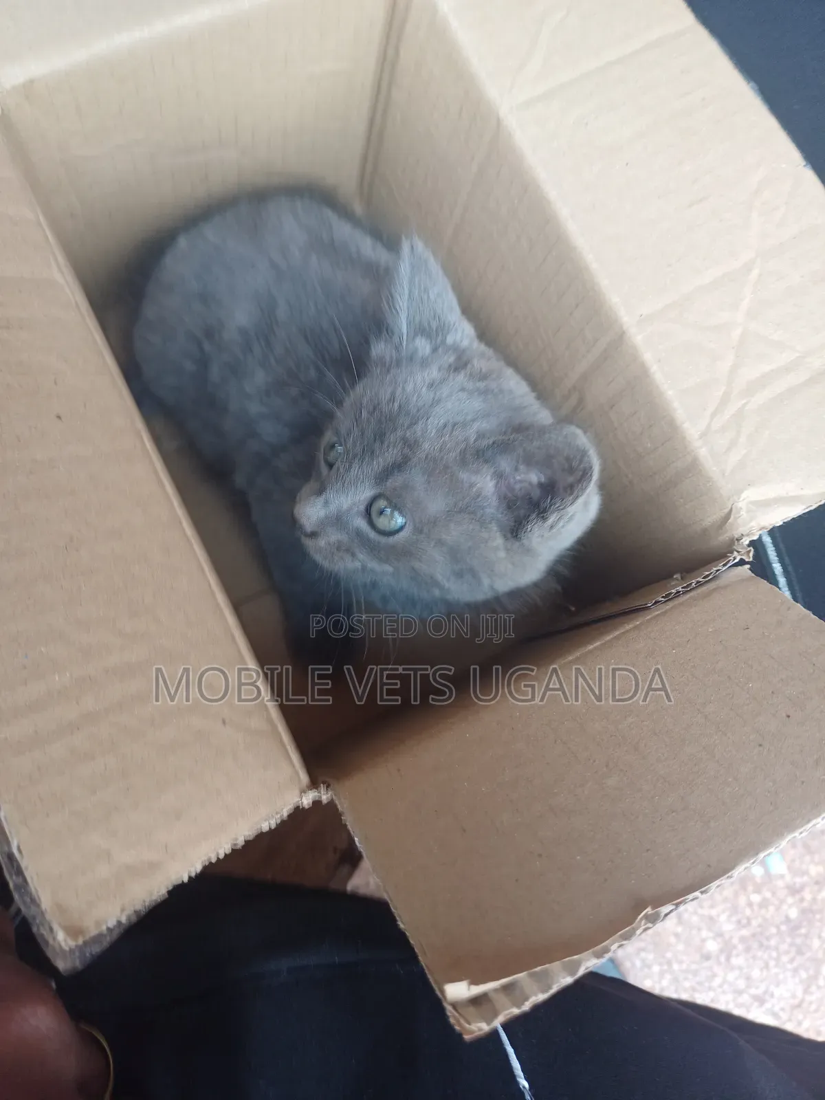 1-3 months Female Purebred American Wirehair