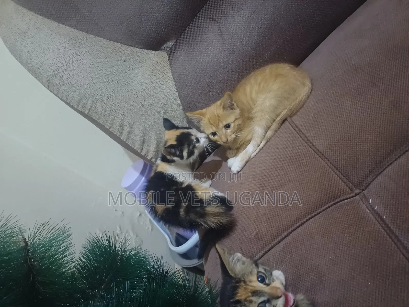 0-1 month Male Purebred Cornish Rex