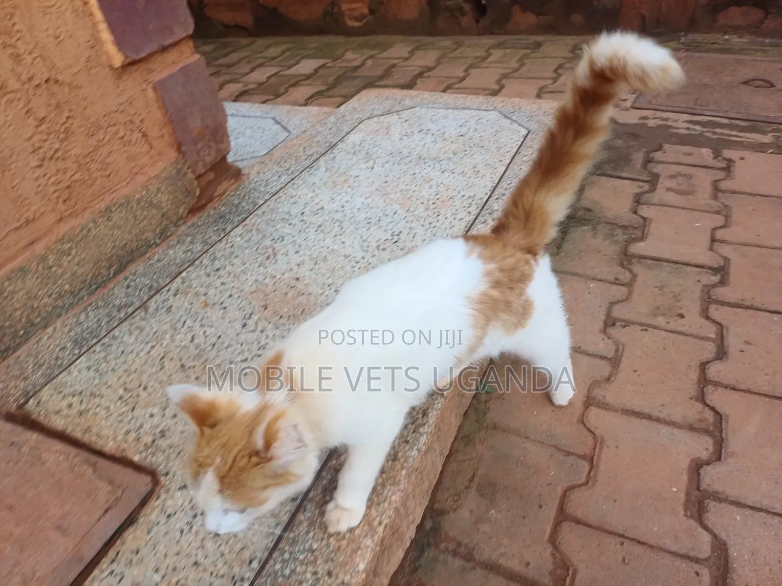 6-12 months Female Purebred Ragdoll