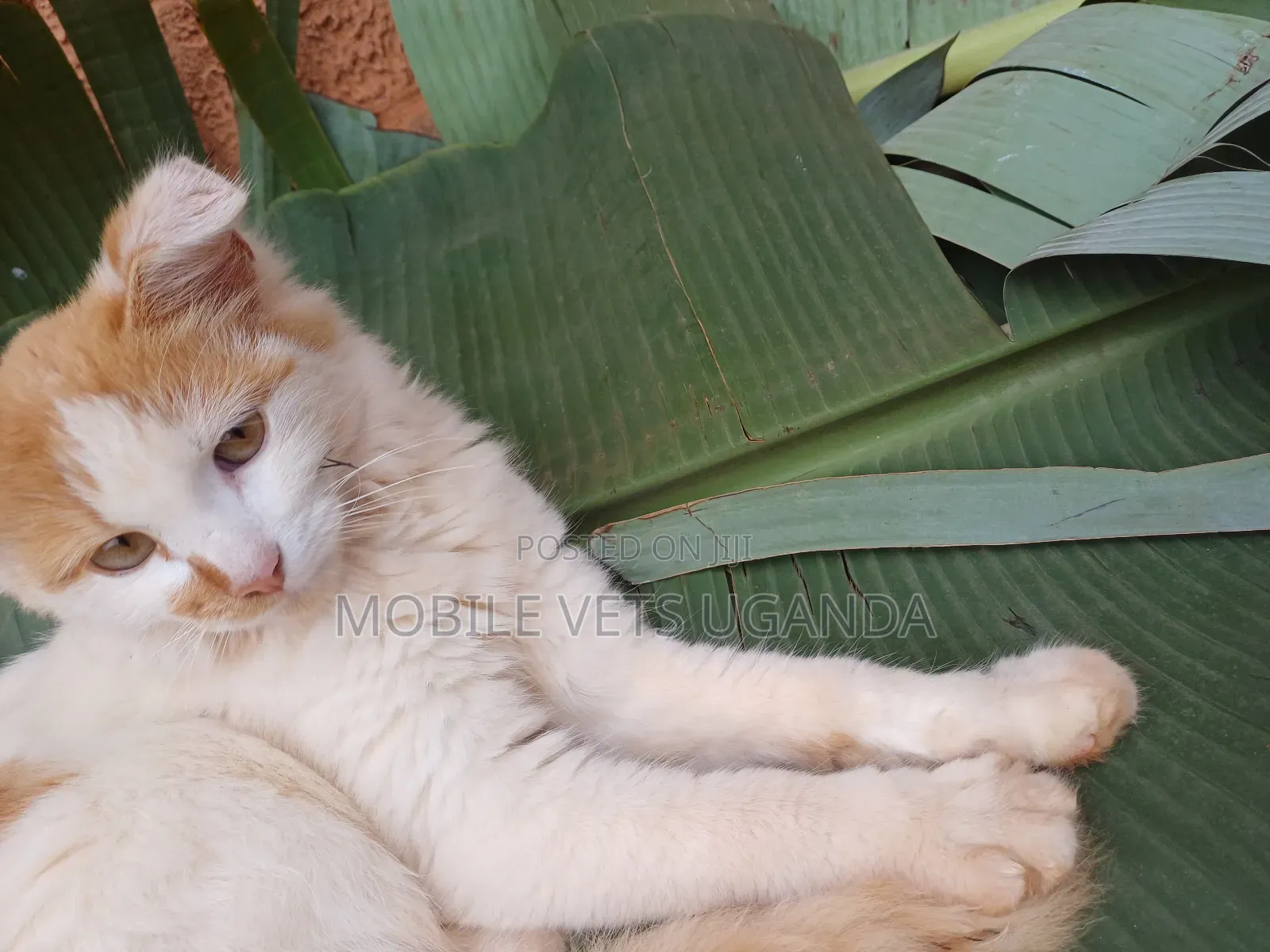 3-6 months Female Purebred Burmese