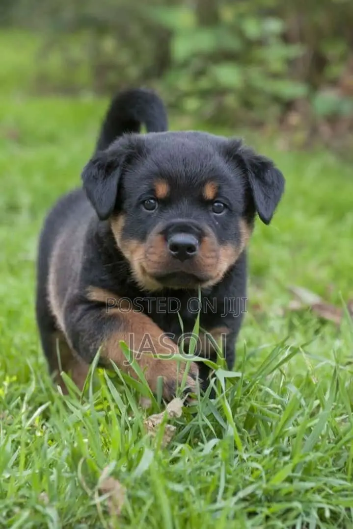 1-3 months Female Purebred Rottweiler