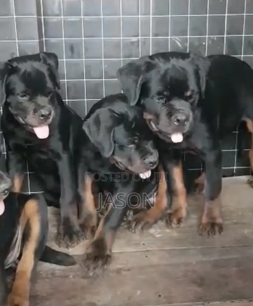 3-6 months Female Purebred Rottweiler