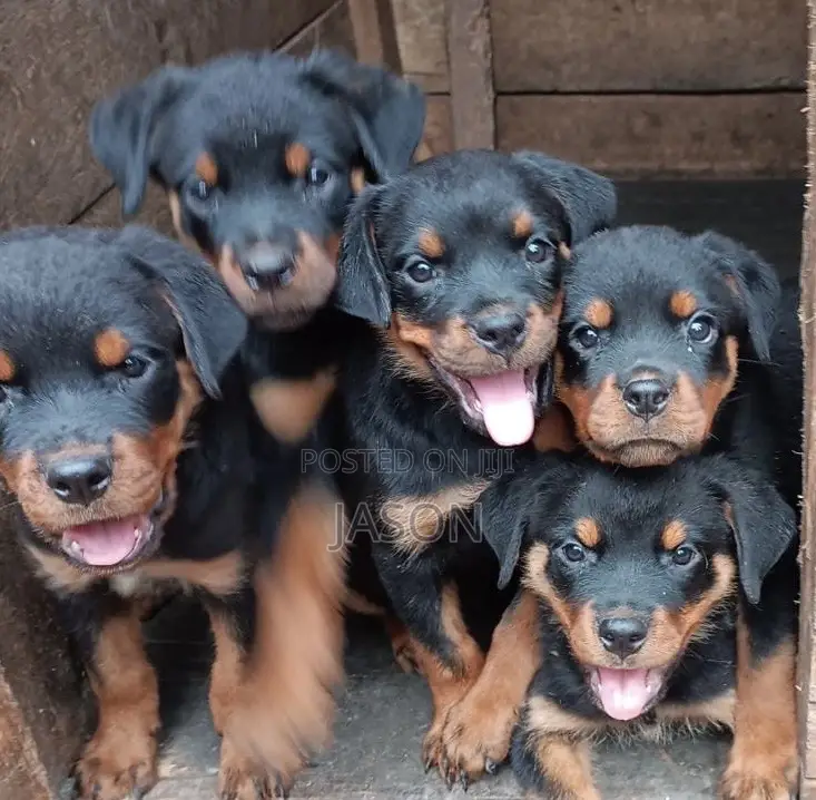 1-3 months Female Purebred Rottweiler