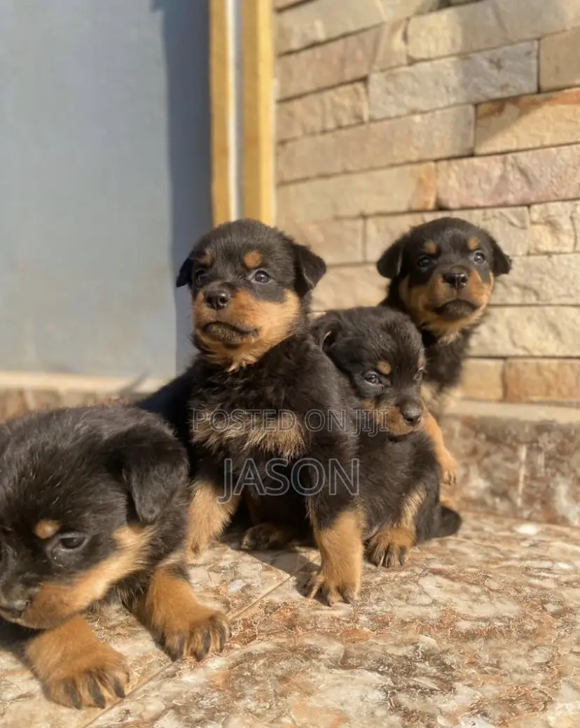 1-3 months Male Purebred Rottweiler