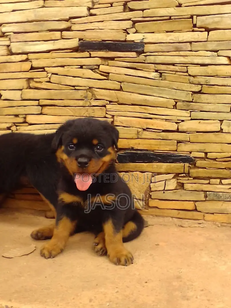 1-3 months Female Purebred Rottweiler