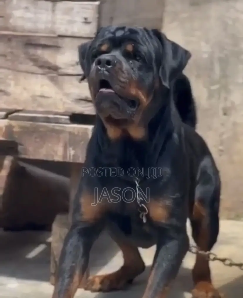 1+ year Female Purebred Rottweiler