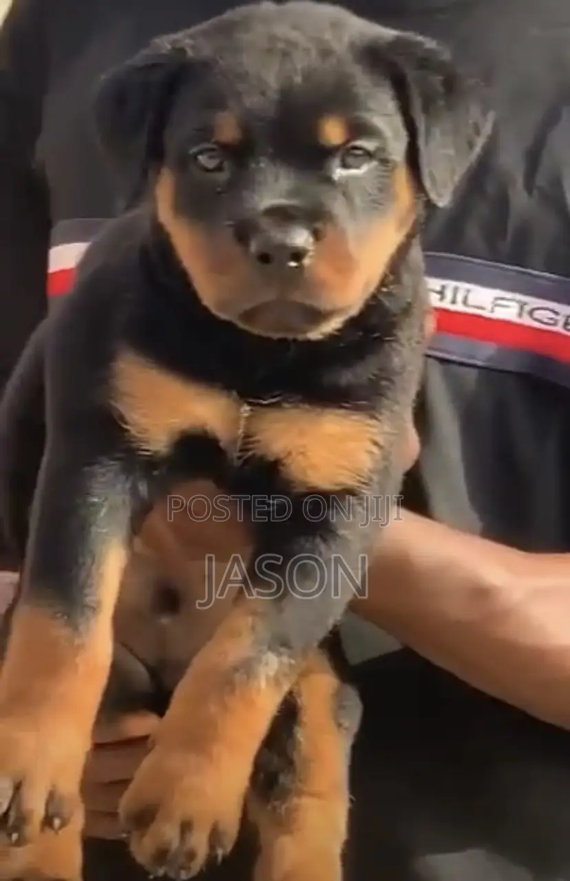 1-3 months Male Purebred Rottweiler