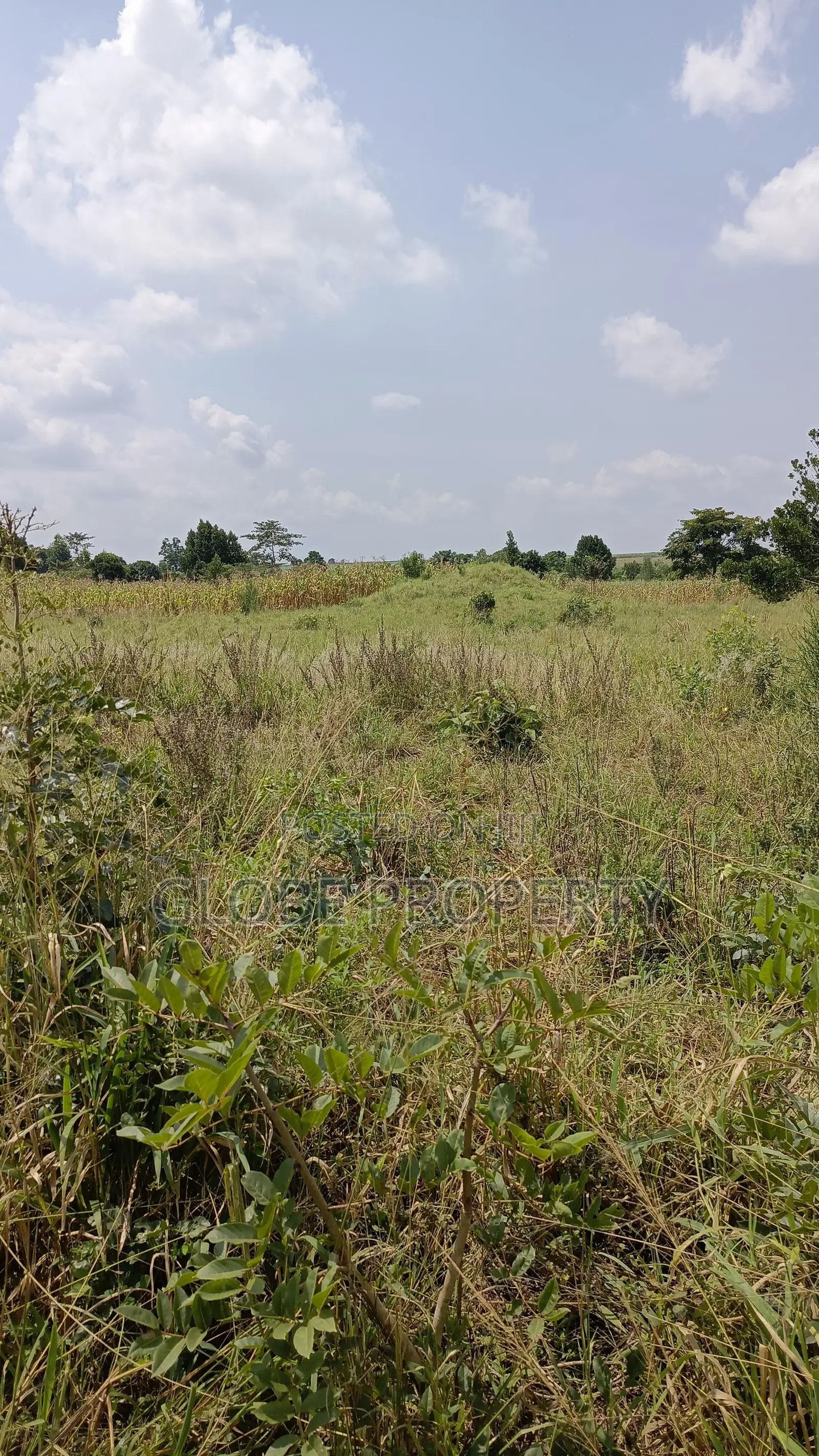 Farm Land for Sale, 5 Acres