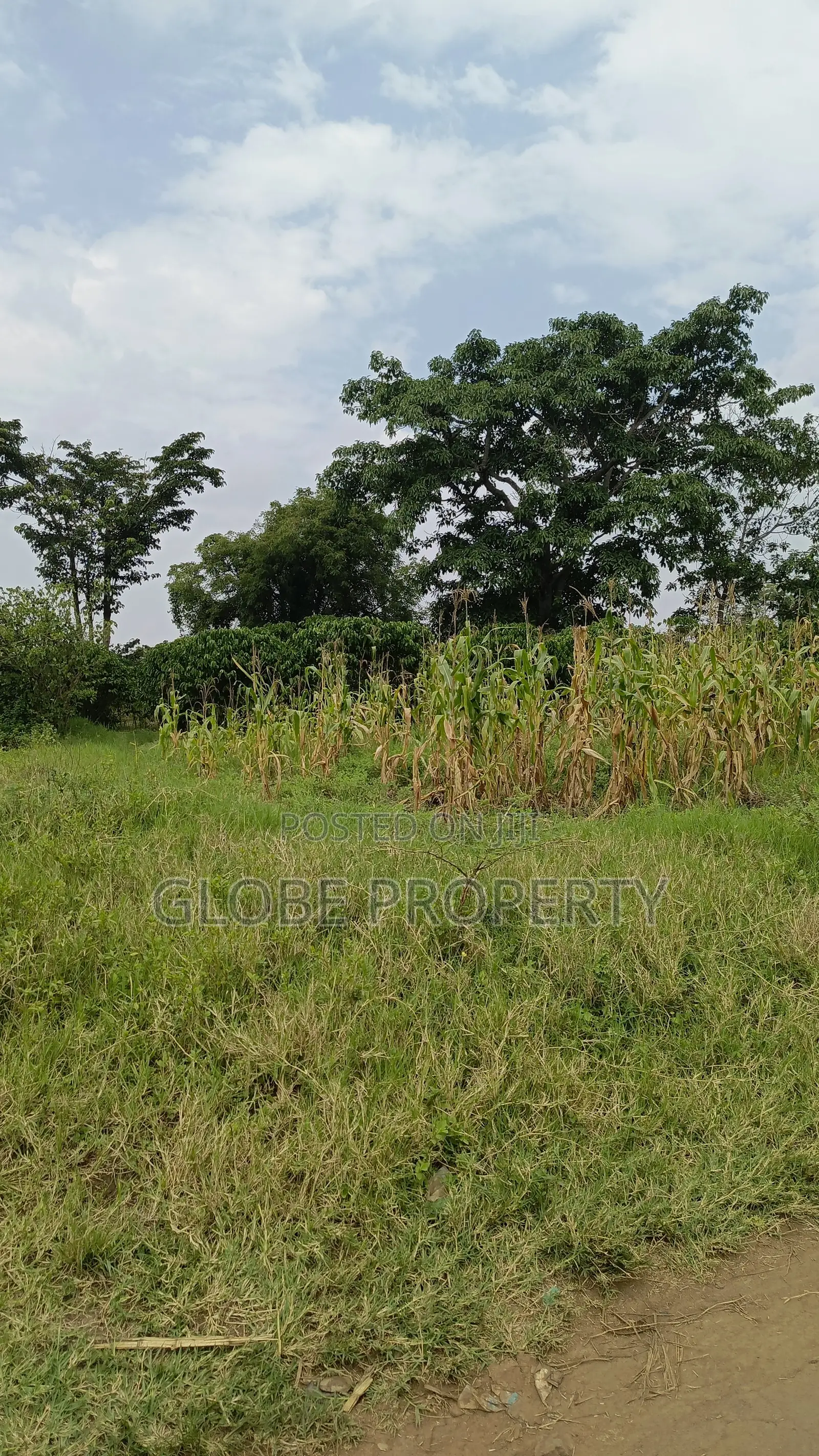 100 Acres of Farmland for Sale in Nakasongola