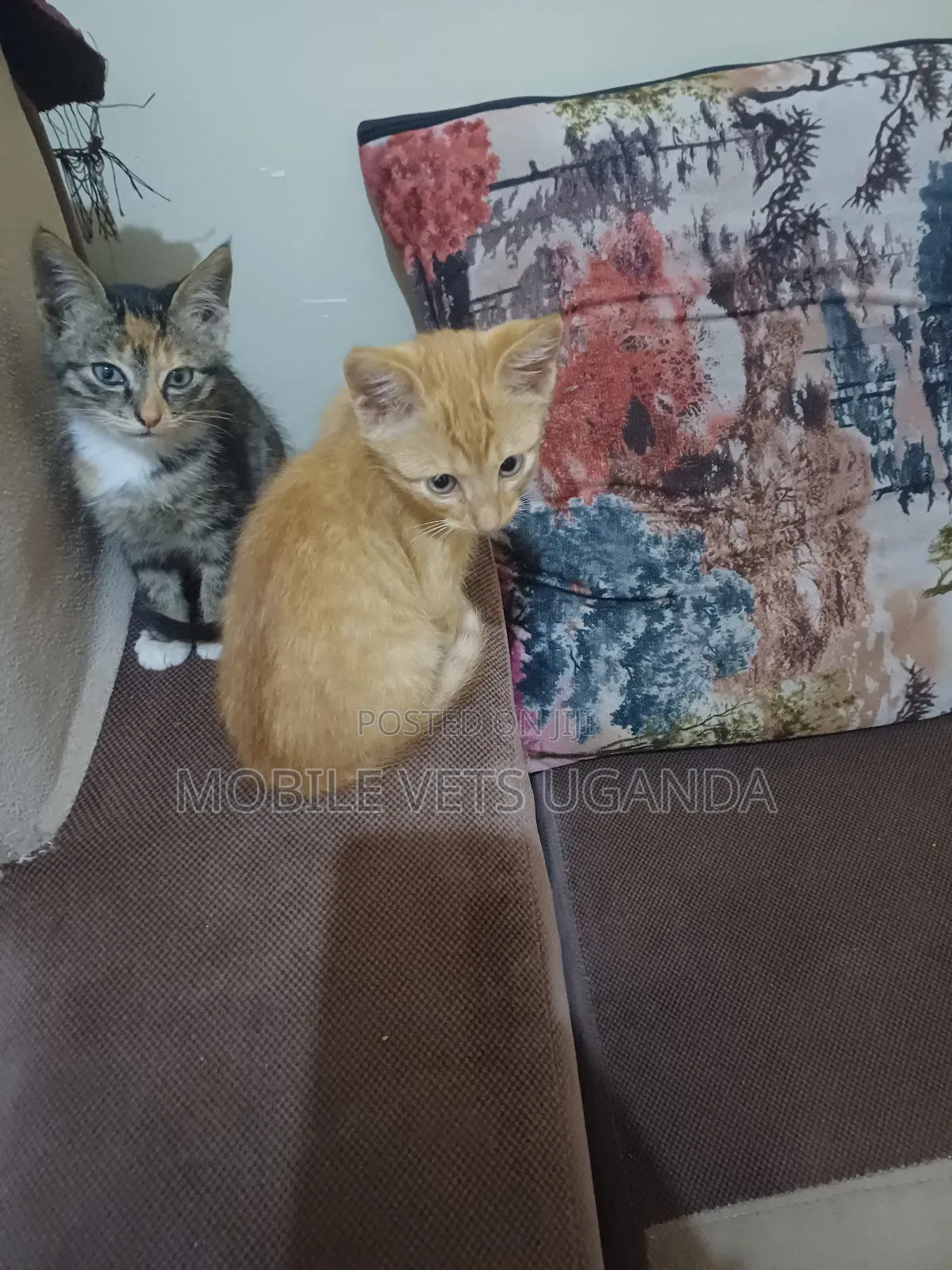 1-3 months Male Purebred American Bobtail