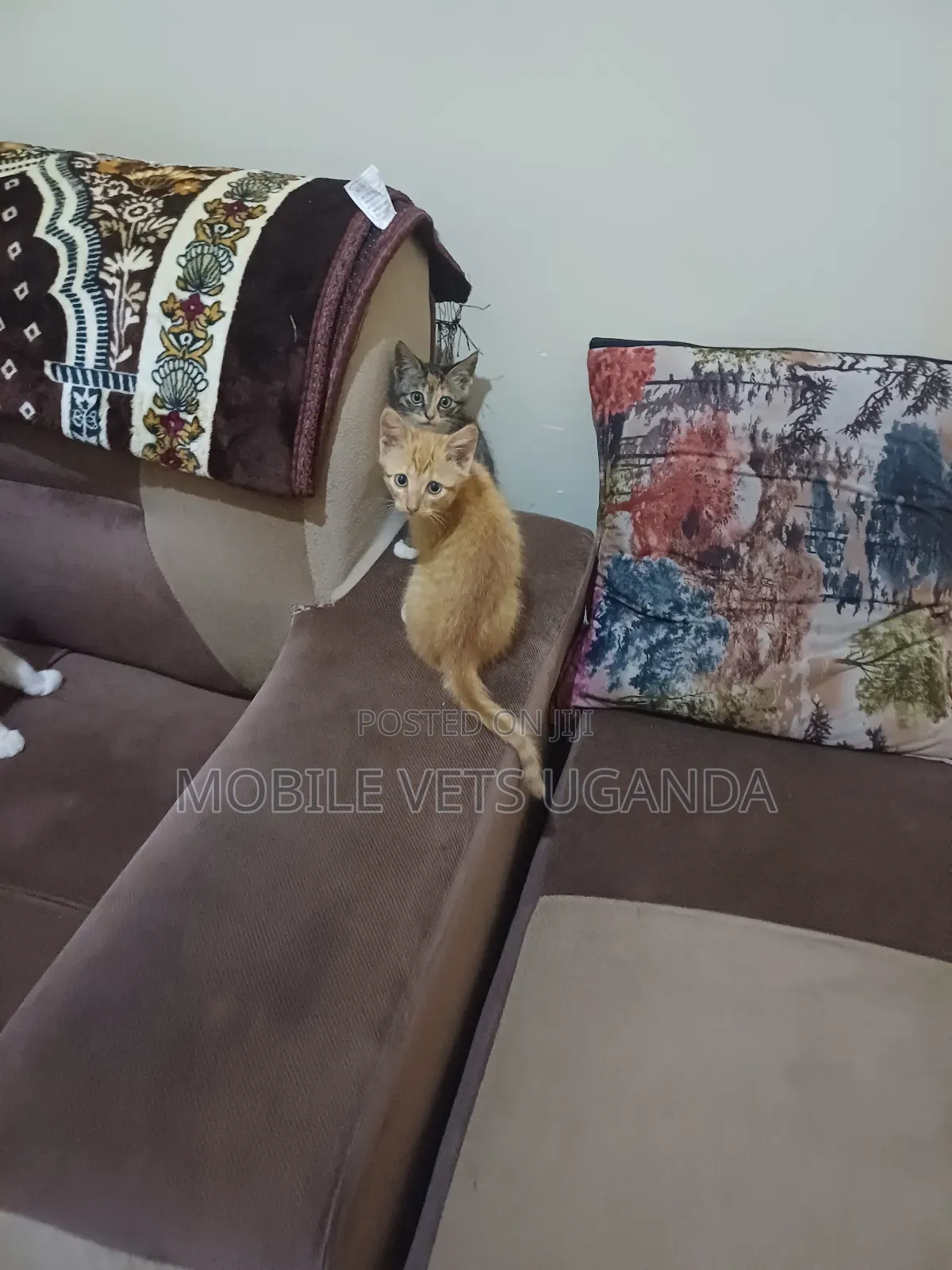 0-1 month Female Purebred Cymric