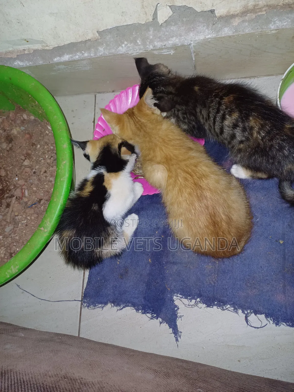 1-3 months Male Purebred Bengal