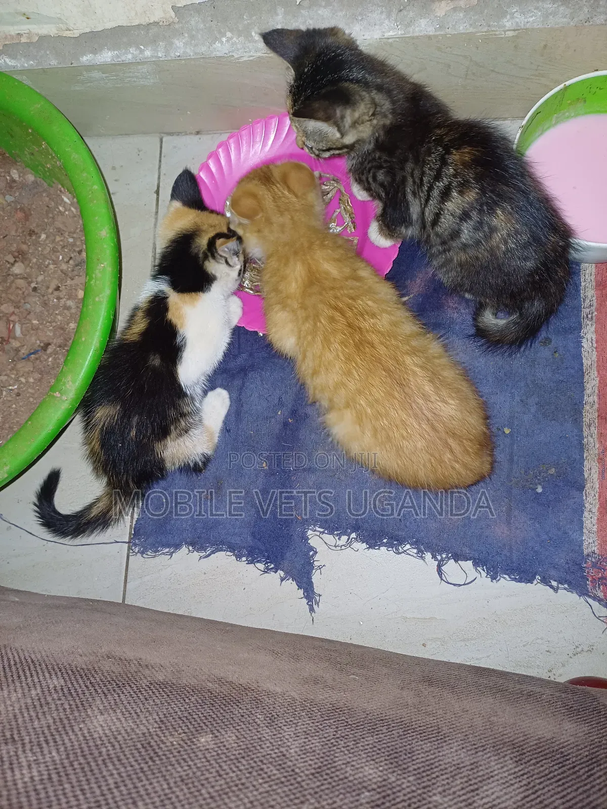 3-6 months Female Purebred Selkirk Rex