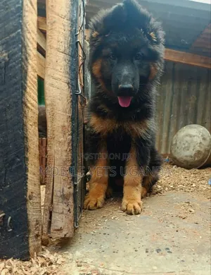 1-3 months Male Purebred German Shepherd
