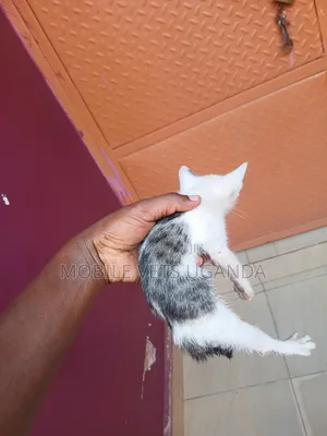 0-1 month Female Purebred Burmilla