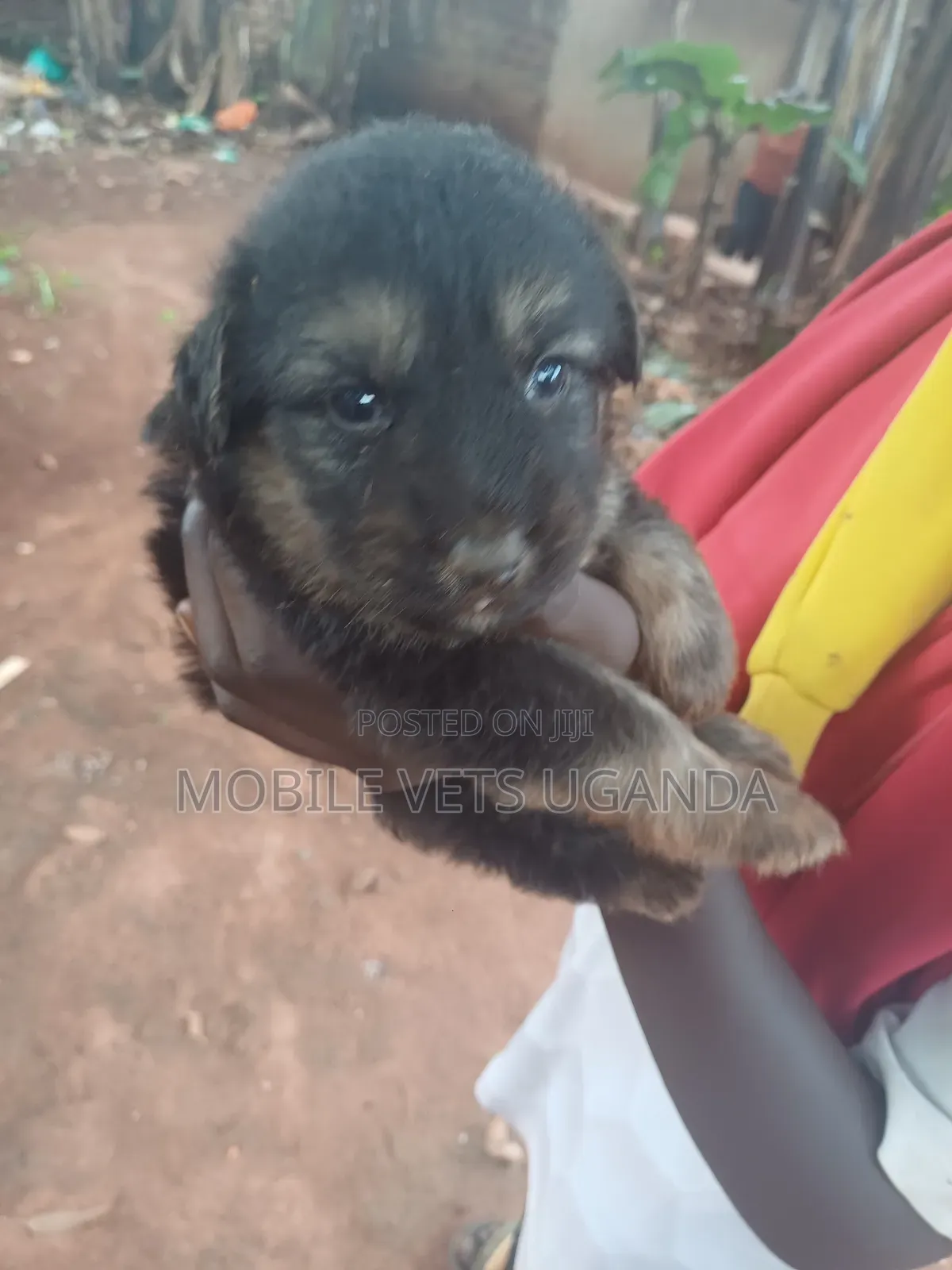 0-1 month Female Purebred German Shepherd