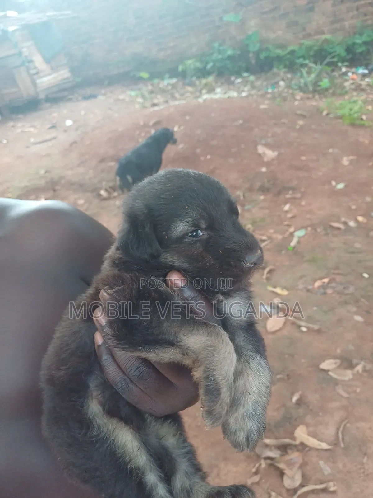 0-1 month Male Purebred German Shepherd