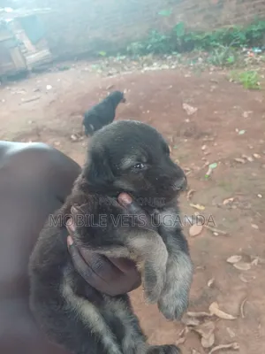 0-1 month Male Purebred German Shepherd