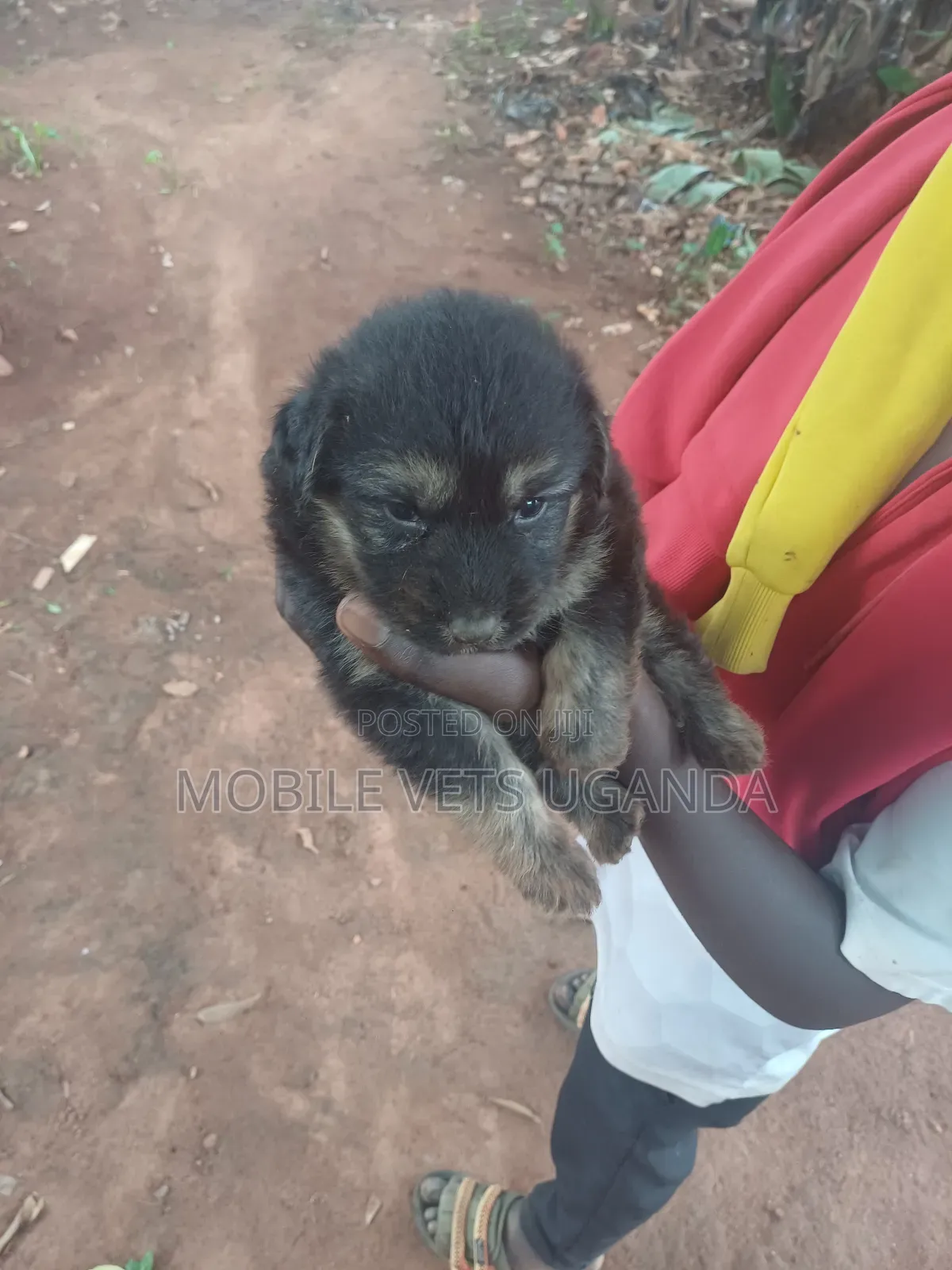 1-3 months Male Purebred German Shepherd