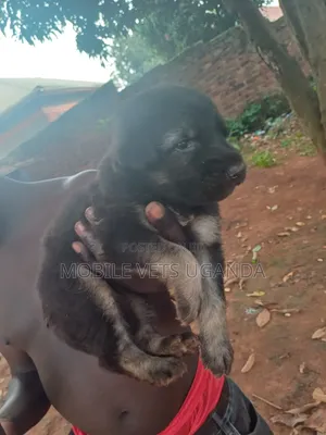 1-3 months Female Purebred German Shepherd