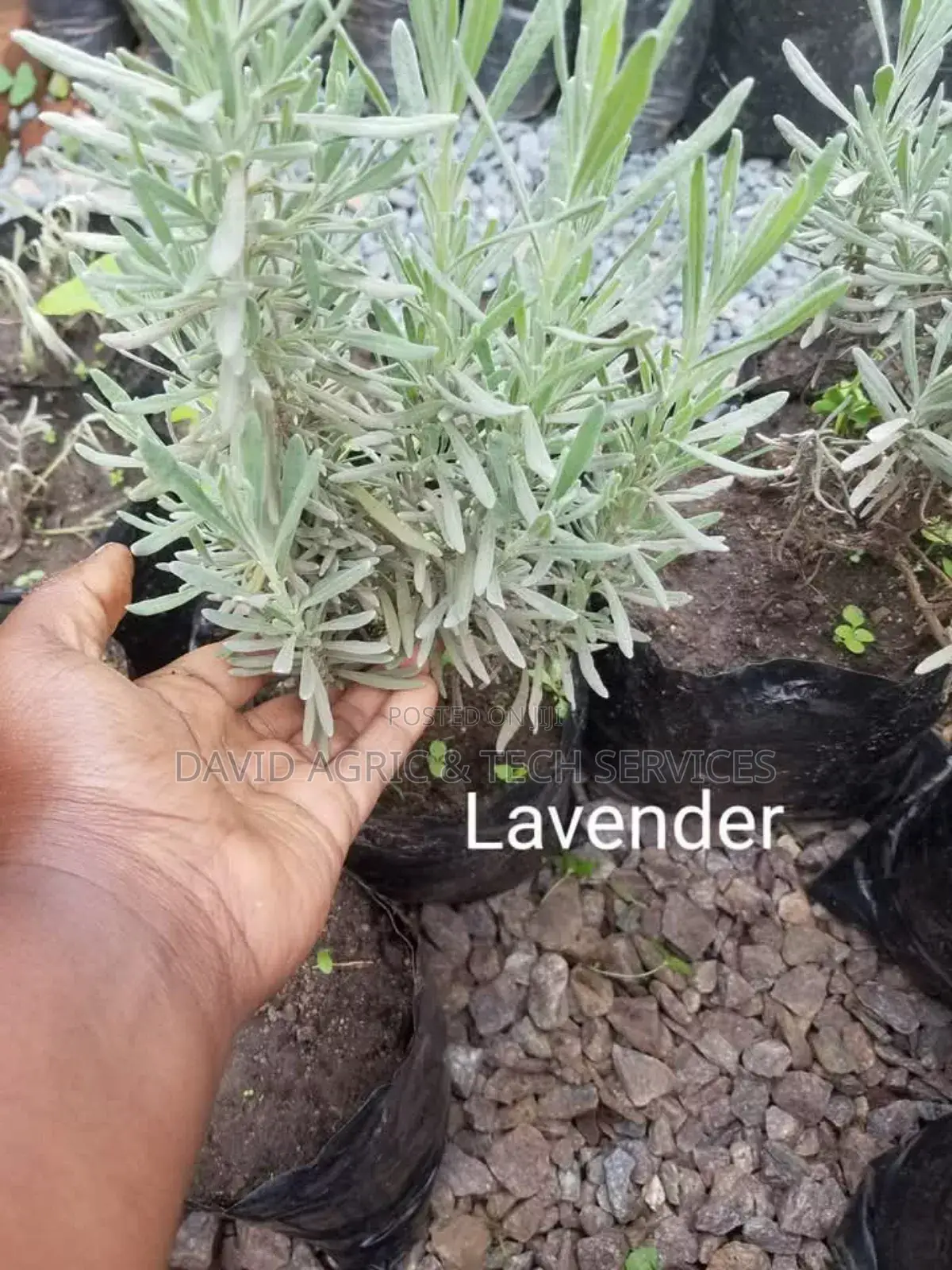 Spices and Herbs Seedlings