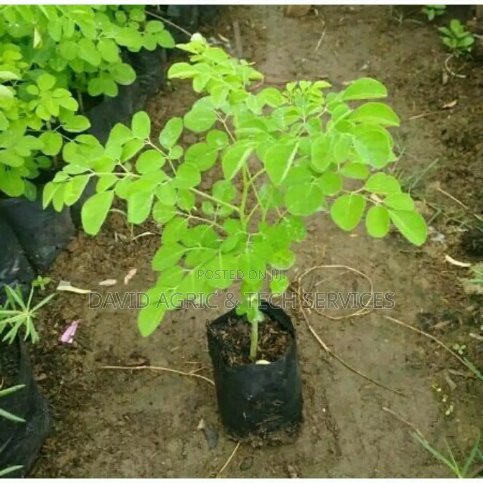 Spices and Herbs Seedlings