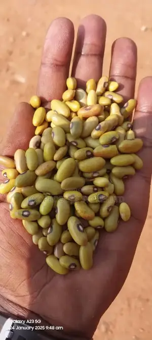 Photo - New Yellow Beans