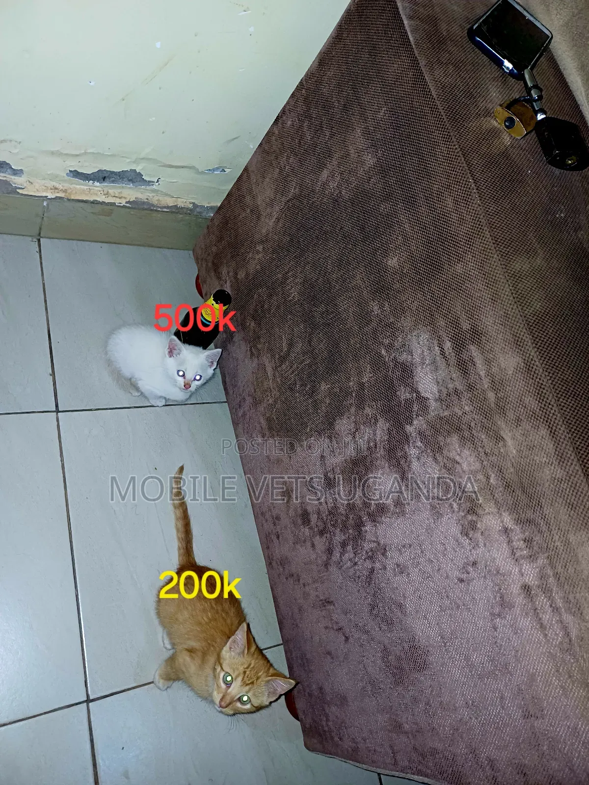 0-1 month Male Purebred American Wirehair