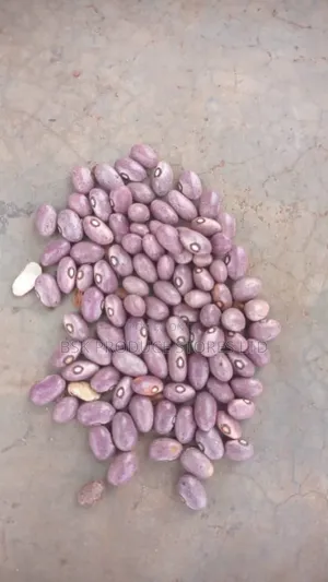 Photo - New Kawula Beans