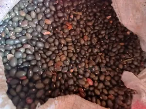 Photo - New Green Beans