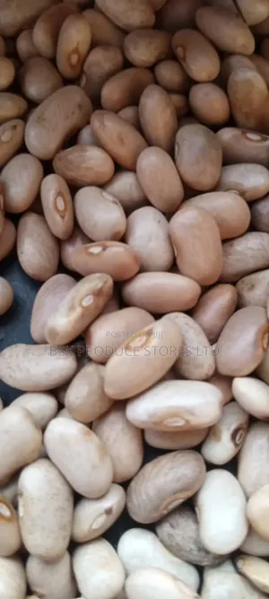 Photo - Manyorani Beans