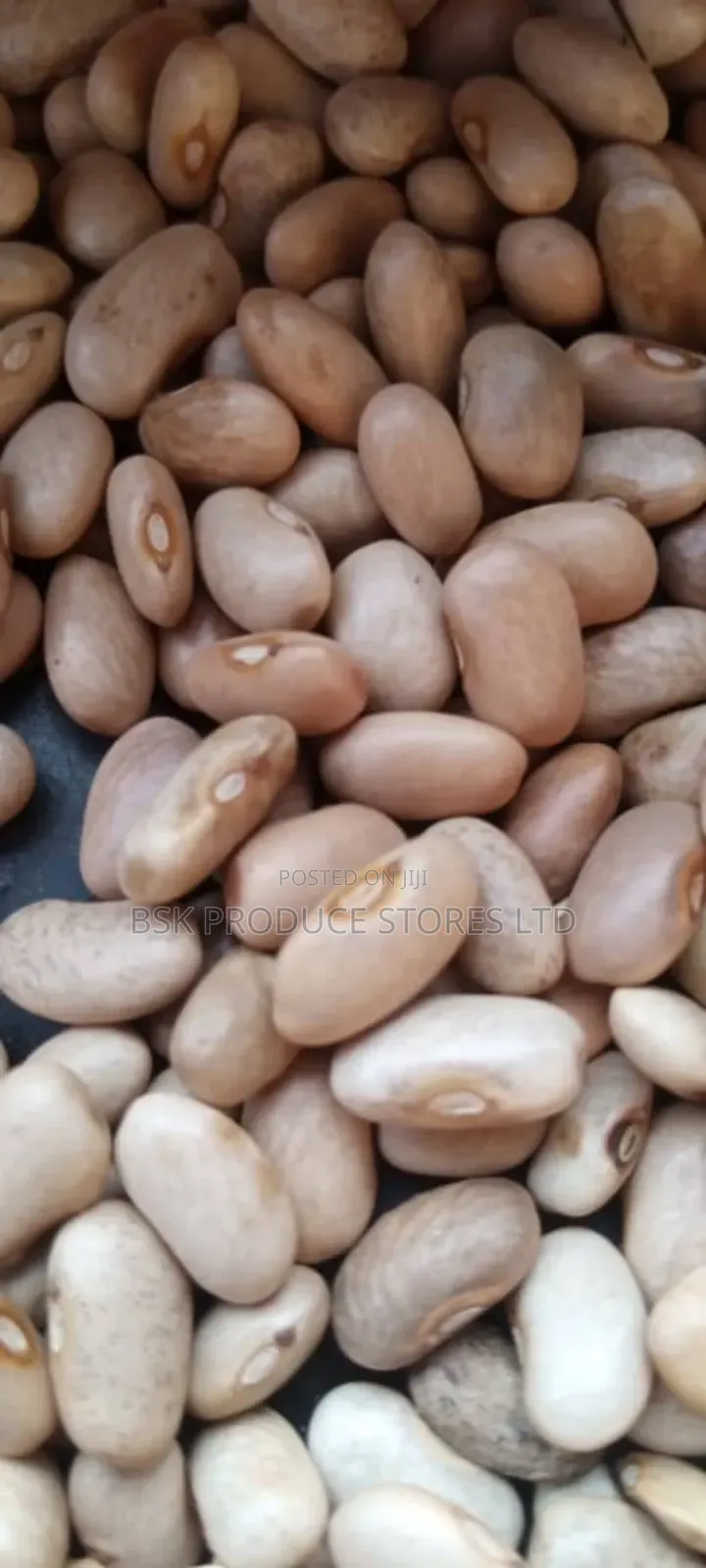 Manyorani Beans