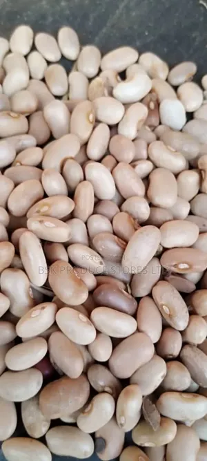 Manyorani Beans