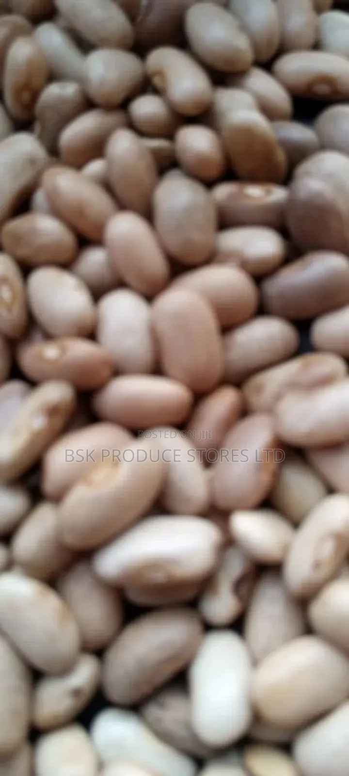 Manyorani Beans